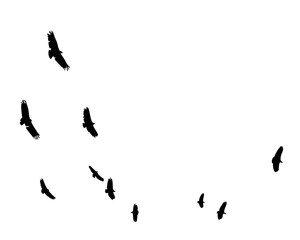 Black silhouette of birds flying in the distance, vector illustration
