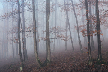 Misty forest with dense fog. 