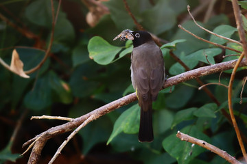 A white-spectacled bulbul (Pycnonotus xanthopygos) aeting a moth on a flame of the forest (Butea monosperma) tree branch.	