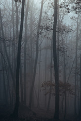 Misty forest with dense fog. 