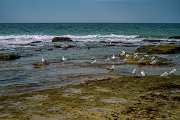 Чайки каспийские