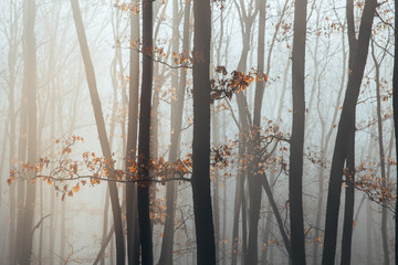 Misty forest with dense fog. 