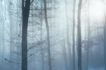 Fototapeta na wymiar Misty forest with dense fog. 