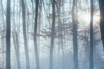 Fototapeta na wymiar Misty forest with dense fog. 
