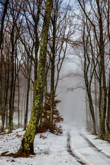 Misty forest with dense fog. 