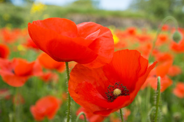 Close up of red poppy flowers in a field (Papaver rhoeas)