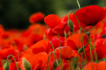 Close up of red poppy flowers in a field (Papaver rhoeas) - obrazy, fototapety, plakaty