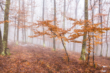 Fototapeta premium Misty forest with dense fog. 