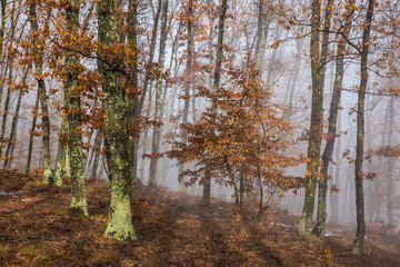 Misty forest with dense fog. 