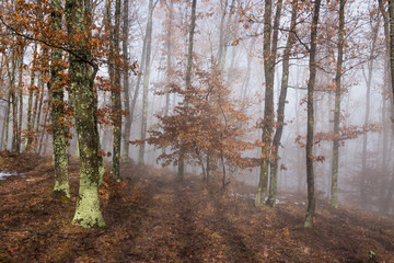 Misty forest with dense fog. 