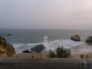 seagull on the beach