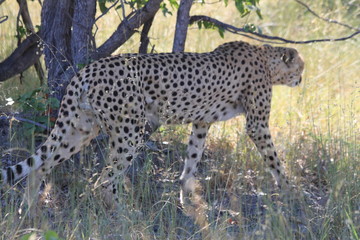 Cheetah