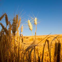 Blé ou orge dans les champs au soleil pendant les moissons. France