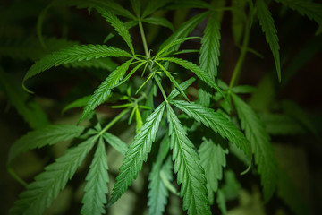 Naklejka na ściany i meble Dark background of marijuana leaves is a plant for treatment and drug. 