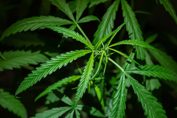 Fototapeta na wymiar Dark background of marijuana leaves is a plant for treatment and drug. 