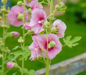 Light Pink Hollyhock flowers in the garden in summer