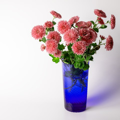 Fototapeta premium Bouquet from Chrysanthemum flower in blue vase on white background