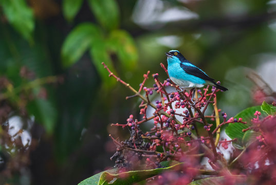 Black-faced Dacnis - Dacnis lineata, beautiful colored perching bird from Andean slopes of South America, Wild Sumaco lodge, Ecuador.