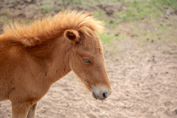 Naklejka na ściany i meble beautyful long hair horse on farm