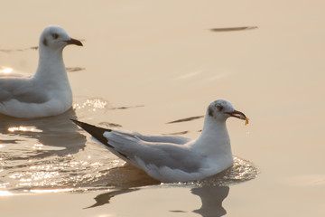 seagull swimming in the ocean