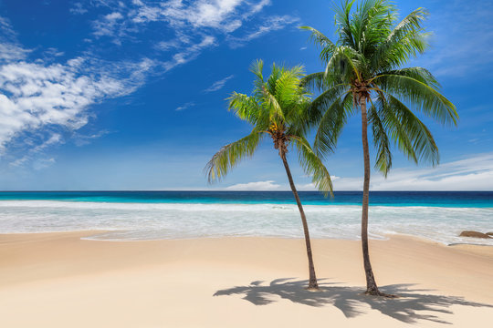 Tropical paradise beach. Palm trees on tropical white sand sunny beach © lucky-photo