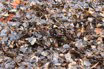 Old leaves on the ground. Russia.