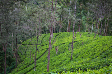 Tea plantation