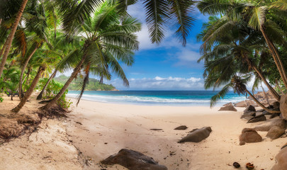 Tropical exotic beach with coconut palm trees on blue ocean beach in Paradise island.