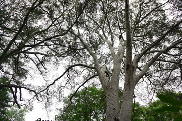 The stout branches of a Silver birch are as vibrant as green