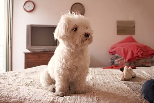 A Cute Cuddle Beautiful Purebred White Maltese Dog Standing On A Bed