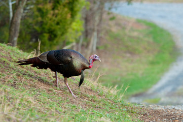 A wild turkey strolls into a yard looking for food.