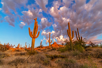 Saguaro Cactus Near Sunset Along Hiking Trail Scotsdale, AZ.