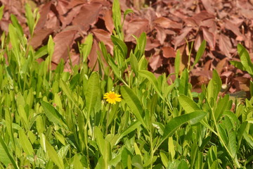 Leaves in Al - Azhar Park in Cairo