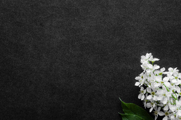 Fresh flowers branch of white bird cherry on dark background. Condolence card. Empty place for...
