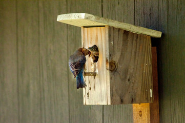 Mother Bluebird brings food to her baby on the nest.