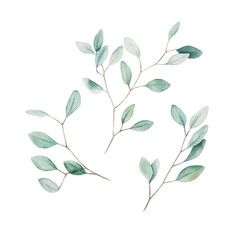 Watercolor greenery set. Hand drawn illustration with isolated eucalyptus  branch on white background