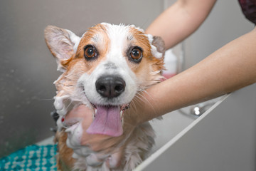 Funny portrait of a welsh corgi pembroke dog showering with shampoo.  Dog taking a bubble bath in...