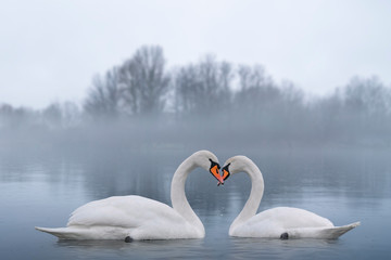 Couple of beautiful white swans wintering at lake. Foggy lake with birds. Romantic background. © FedBul