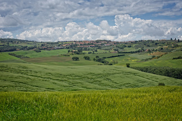 Fototapeta na wymiar Green wheat field and cypress trees near San Quirico d'Orcia. San Quirico d'Orcia is a beautiful and charming medieval town of the Orcia Valley located to the south of Siena, Tuscany, Italy