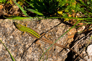 Green lizard (Reptile Podarcis Siculus)