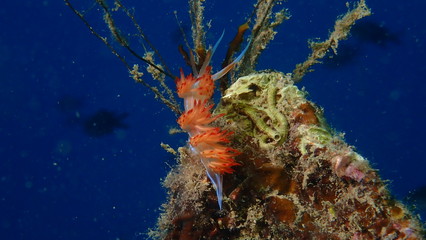 OLYMPUS DIGITAL CAMERA © Flavia