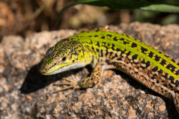 Green lizard (Reptile Podarcis Siculus)