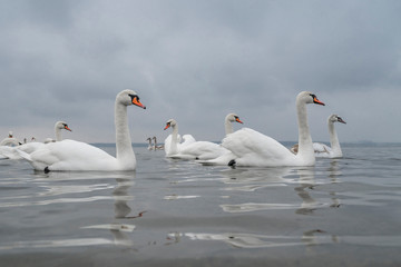 Flock of swans. Lots swan birds wintering at lake