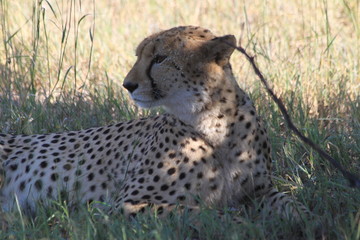 Cheetah