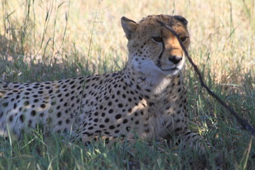 Cheetah