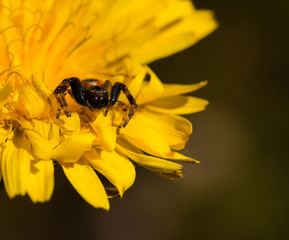 Spider on yellow flower