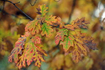 Autunno , foglie colorate di alberi in un parco 