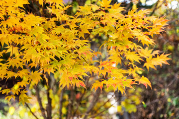 Selective focus of beautiful autumn foliage Seoul South Korea.