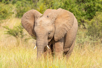 Naklejka na ściany i meble Cute baby elephant calf ( Loxodonta Africana), Pilanesberg National Park, South Africa.