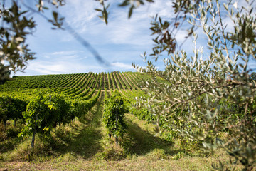 Vineyard rows and olive tree branches on foreground. Growing wine grapes and olives in countryside.